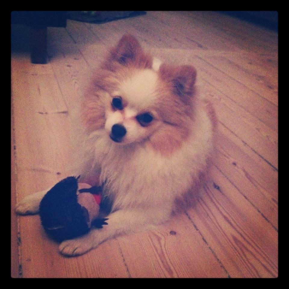 Blanding af racer Kiko billede 3