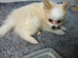 Blanding af racer Kiko billede 4