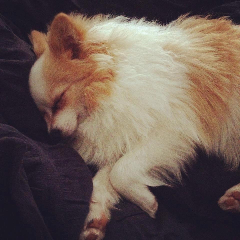 Blanding af racer Kiko billede 5