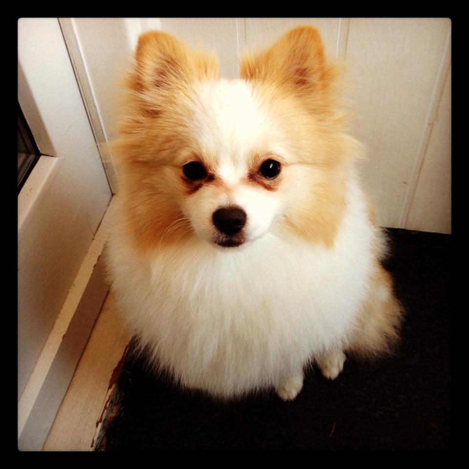 Blanding af racer Kiko billede 6