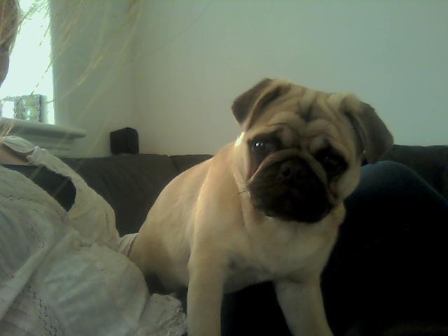 Mops Pascal - Det ved jeg ik´ billede 9