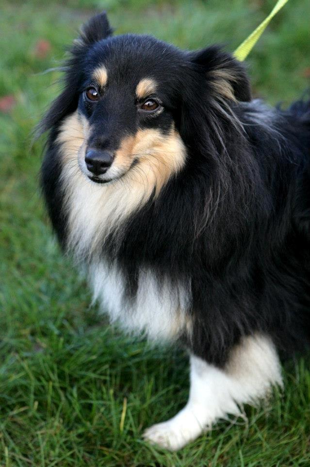 Shetland sheepdog Macons Annabell {himmelhund}  billede 7