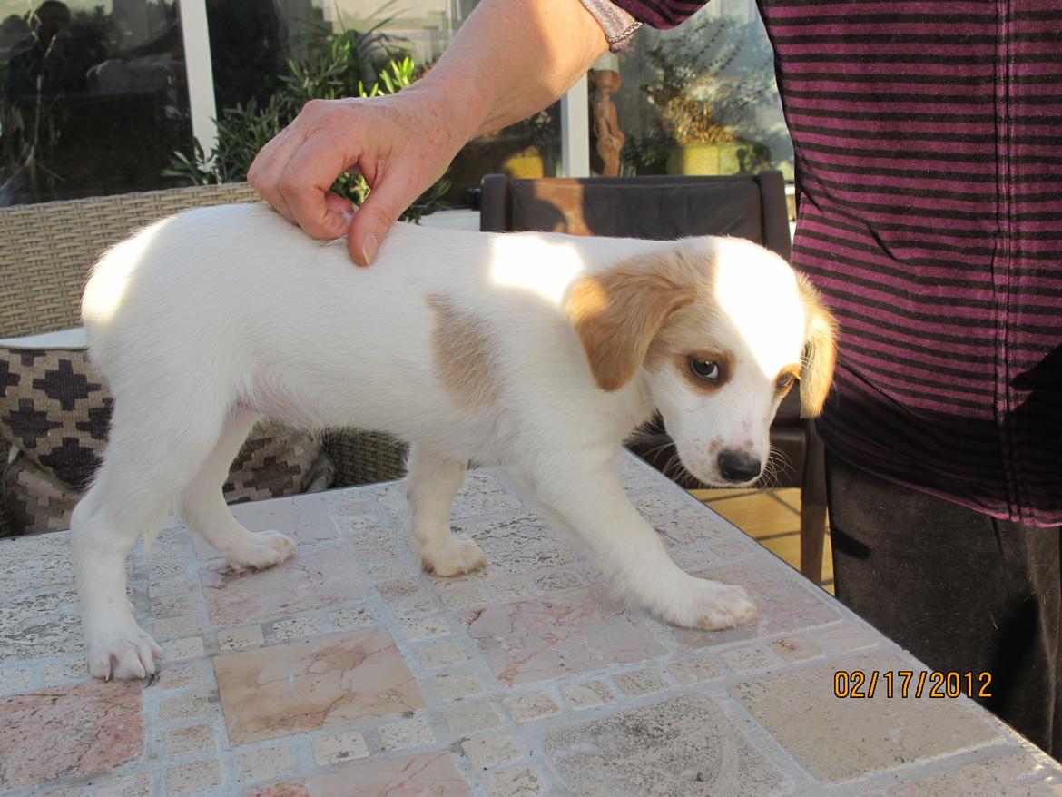 Blanding af racer Bella - Det første billede jeg så af hende :') billede 11