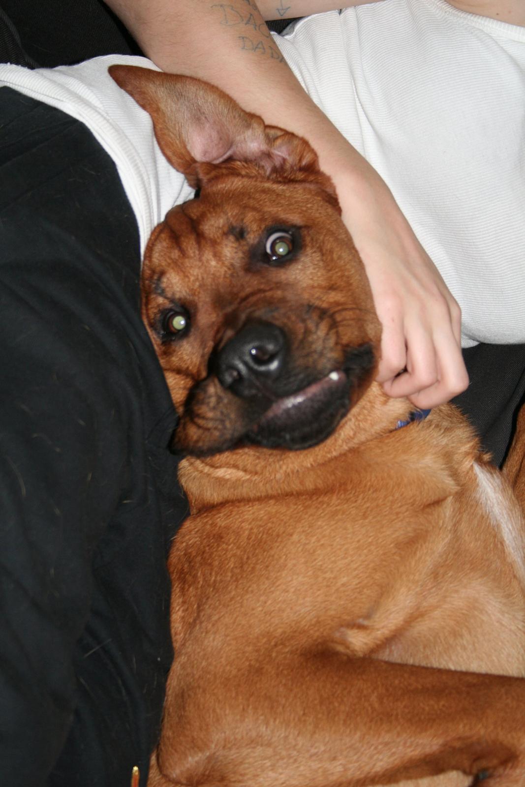 Blanding af racer Yoshi billede 15