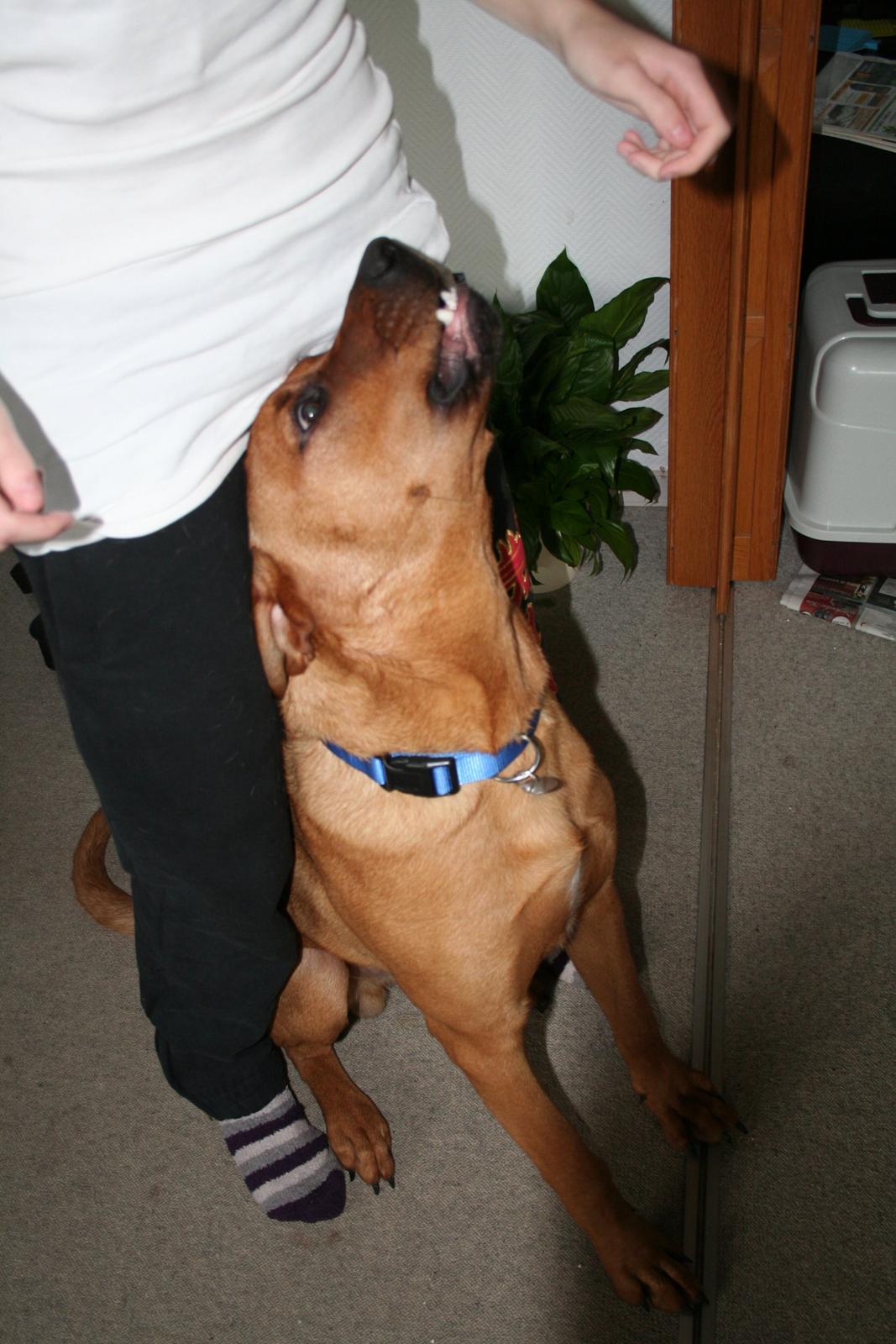 Blanding af racer Yoshi billede 16