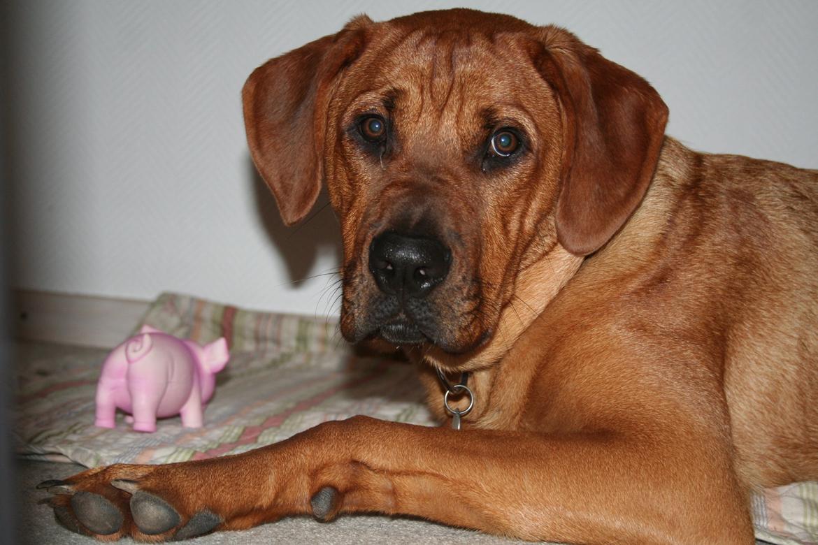 Blanding af racer Yoshi billede 4