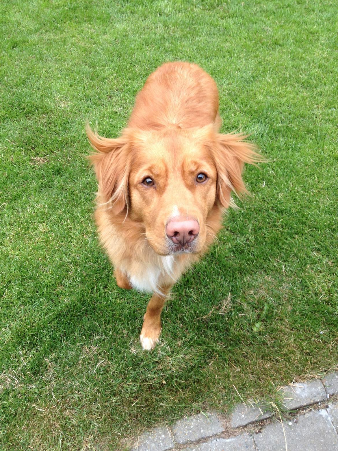 Nova scotia duck tolling retriever Anton billede 3