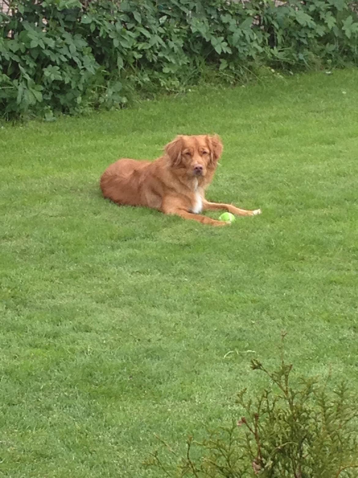 Nova scotia duck tolling retriever Anton billede 9