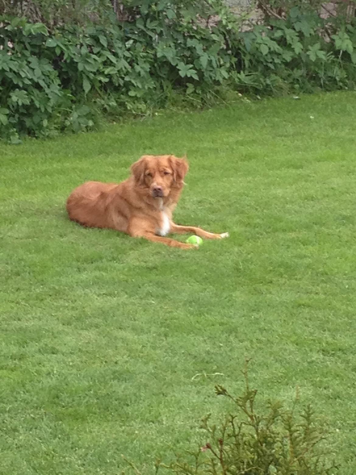 Nova scotia duck tolling retriever Anton billede 10