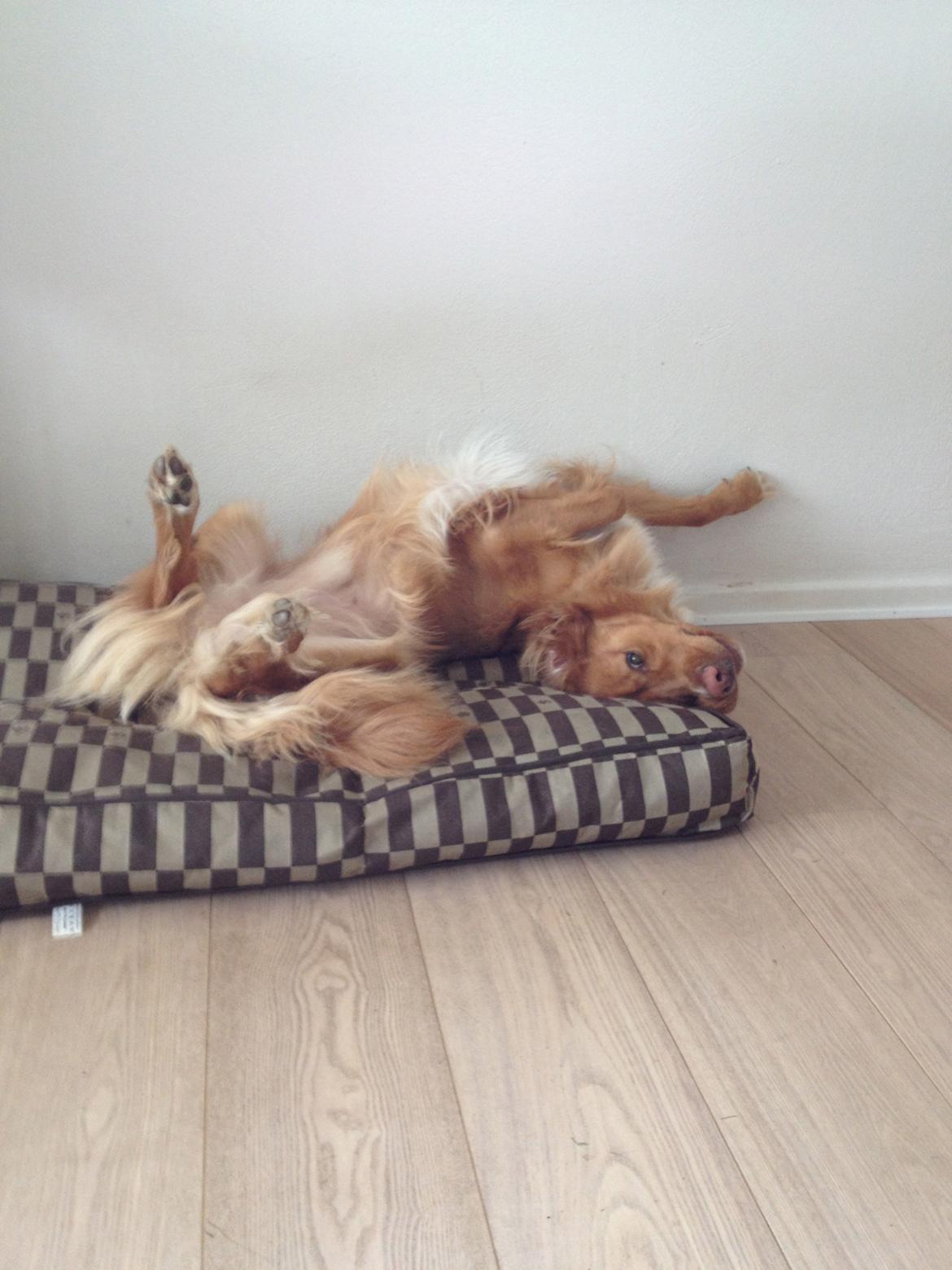 Nova scotia duck tolling retriever Anton - Sådan ligger han og hygger sig :D billede 18