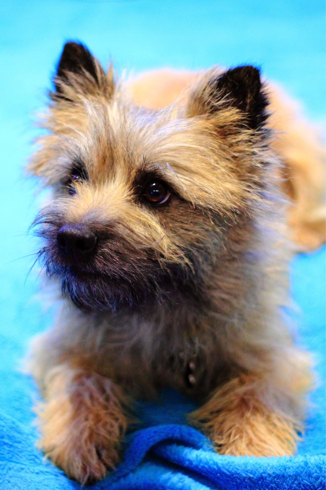 Cairn terrier Jensen aka Gulvmoppen - "Nu har mor endelig lavet sådan jeg kan se ud af mine øjne - en hund skal jo kunne se!" billede 11