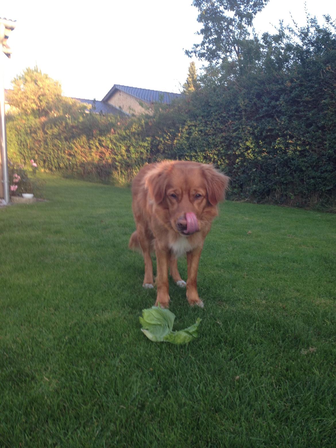 Nova scotia duck tolling retriever Anton - Han ELSKER grønsager!!!! billede 11