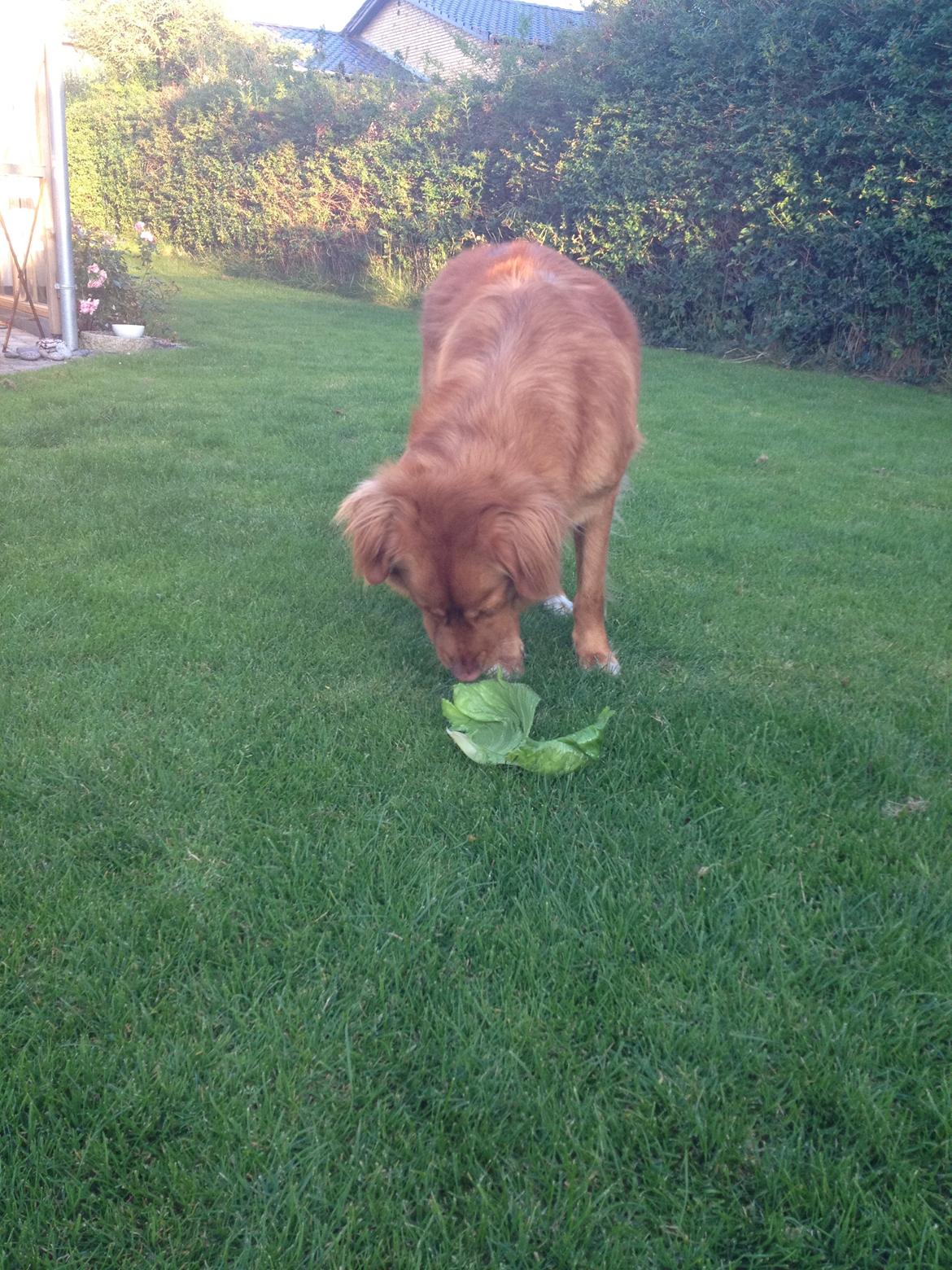 Nova scotia duck tolling retriever Anton billede 12