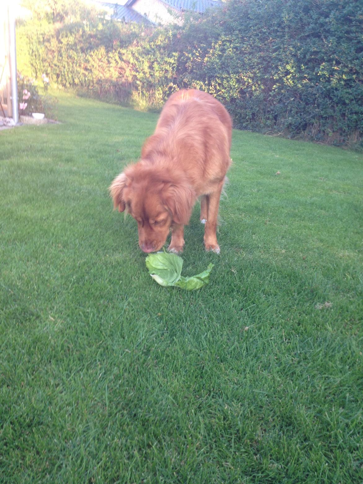 Nova scotia duck tolling retriever Anton billede 14