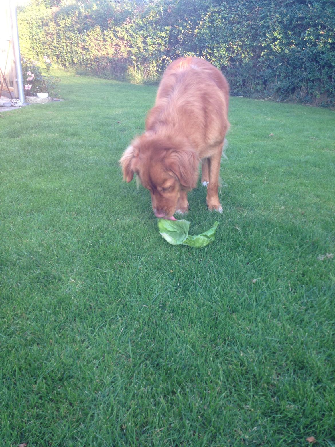 Nova scotia duck tolling retriever Anton billede 15