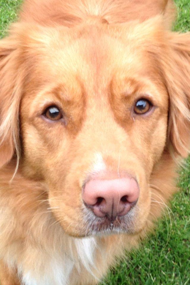 Nova scotia duck tolling retriever Anton billede 2