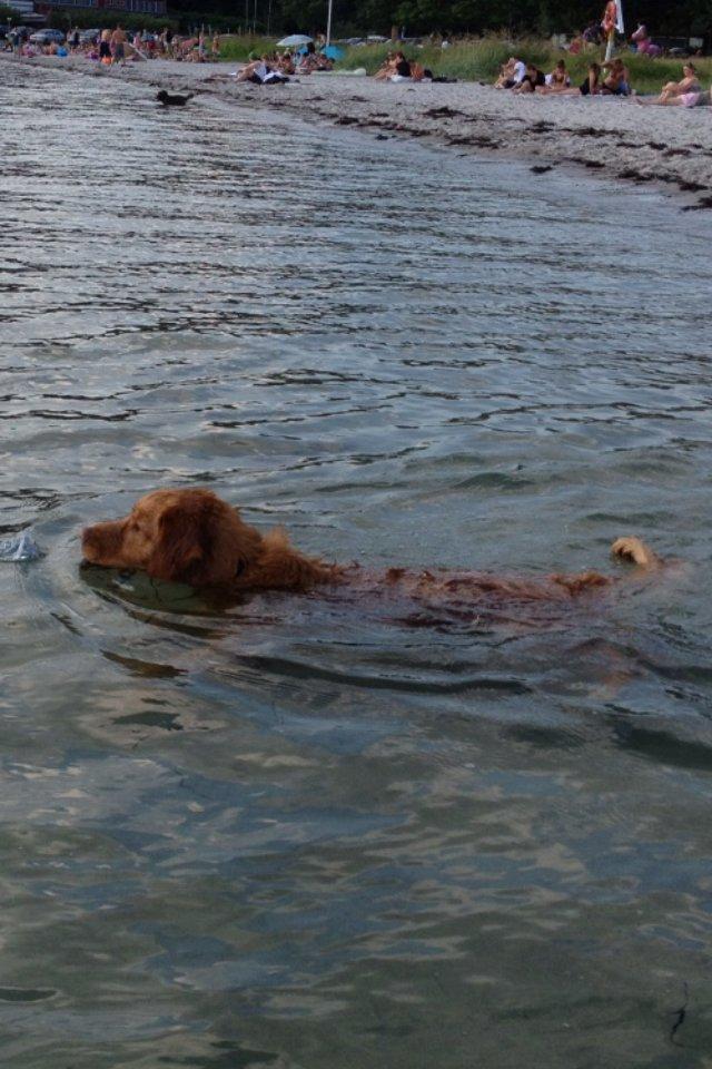 Nova scotia duck tolling retriever Anton billede 17