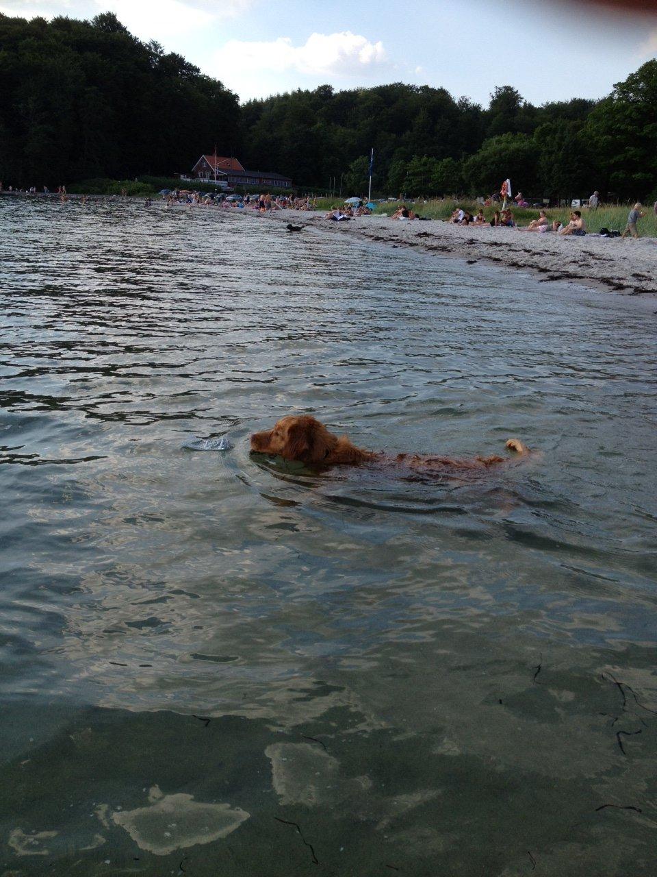Nova scotia duck tolling retriever Anton billede 16