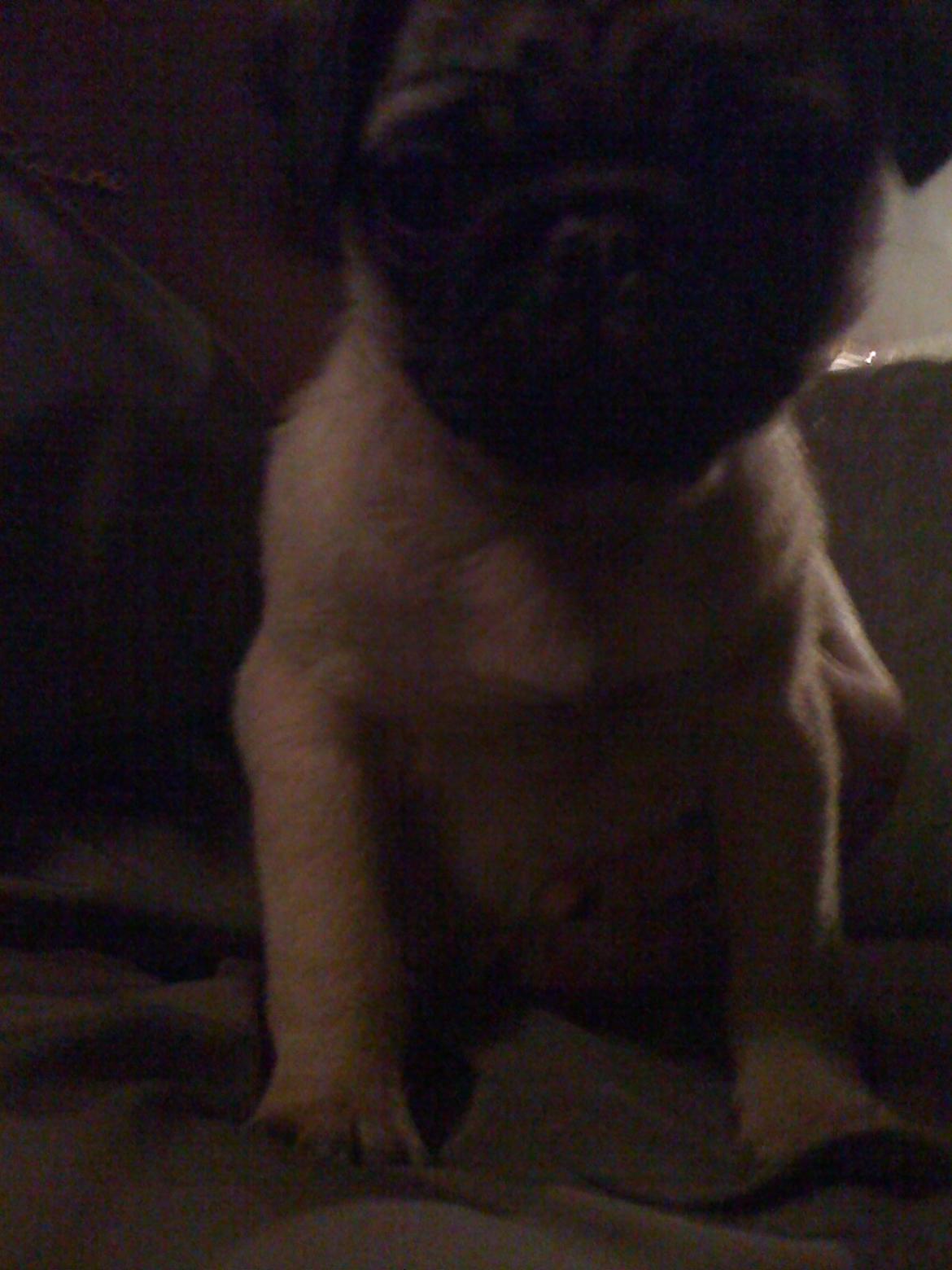 Mops Frank billede 5