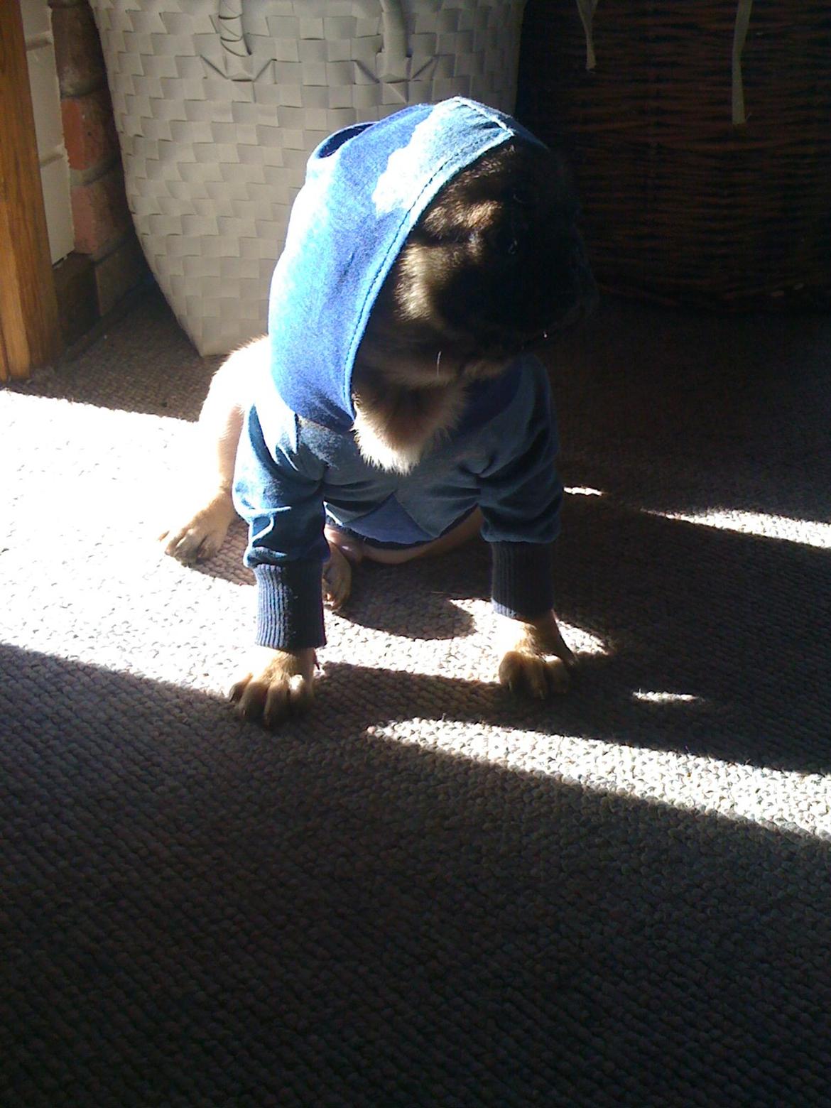 Mops Frank - Man har vel altid lidt SWAG :D billede 6