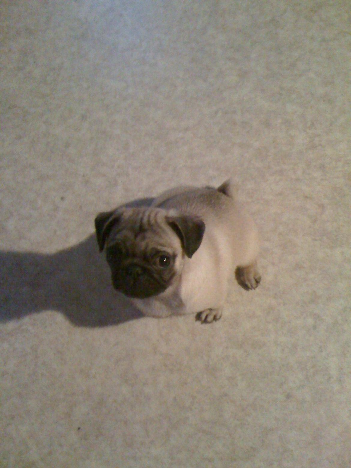 Mops Frank - Må jeg ikke godt komme op og hænge på mors arm? 8) billede 7