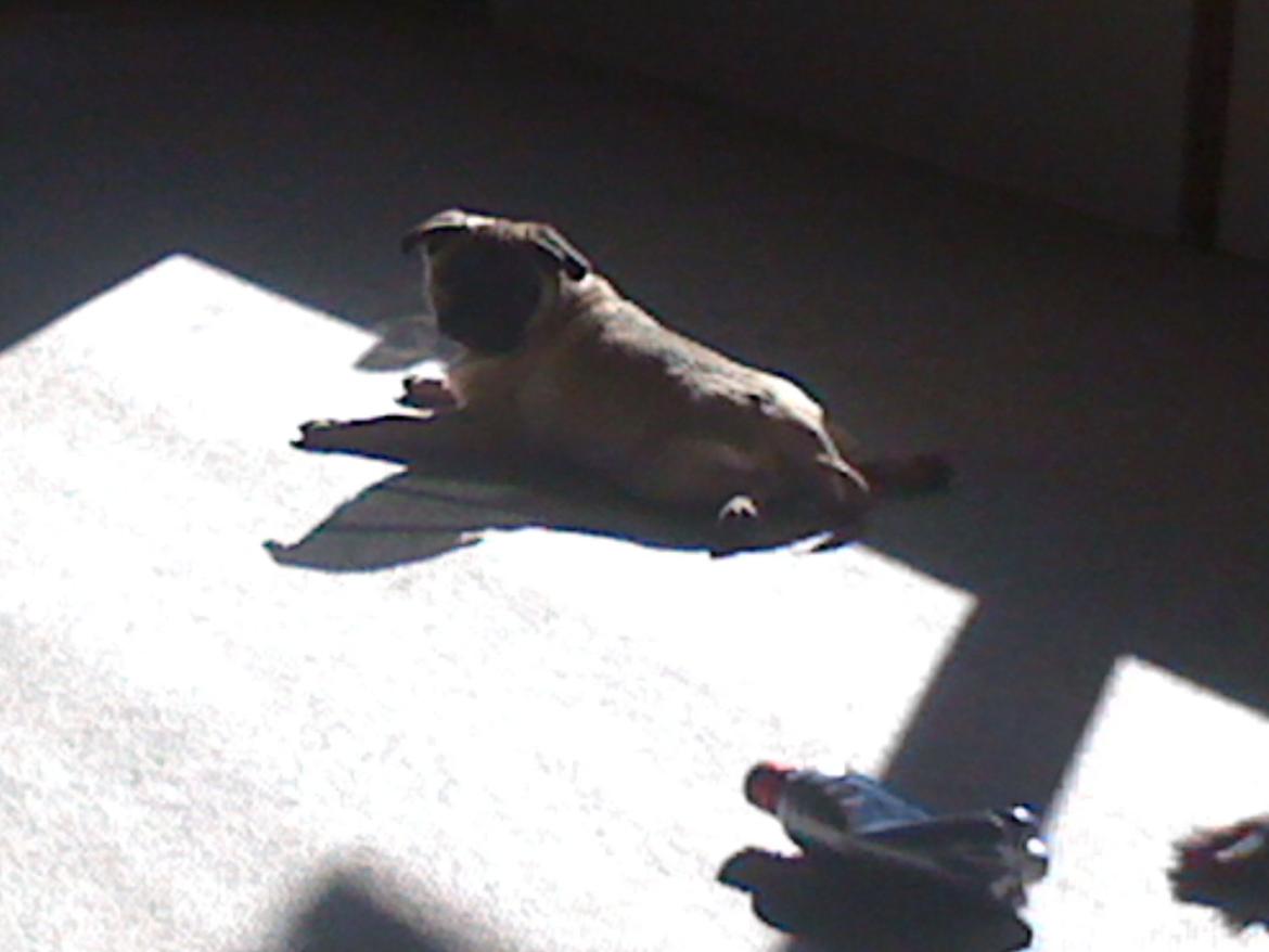 Mops Frank - Det er simpelthen så rart at ligge i solen :D billede 8