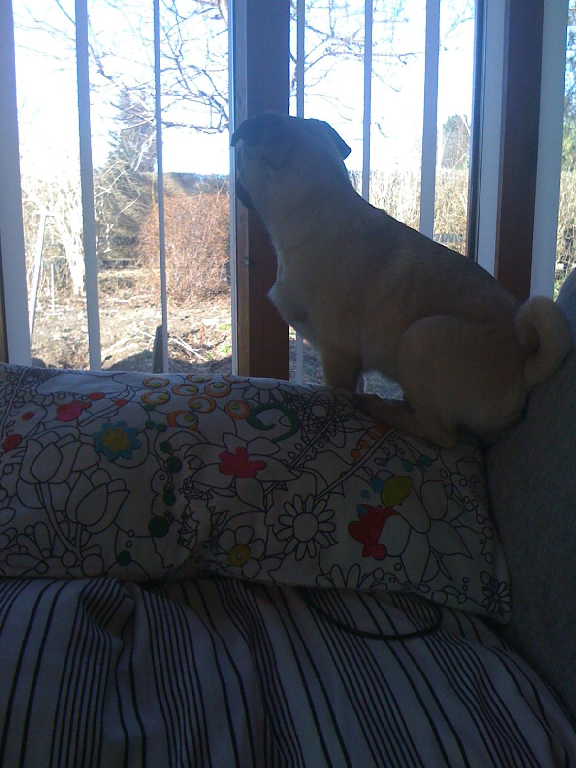 Mops Frank - Intet går ubemærket hen i MIN have billede 9