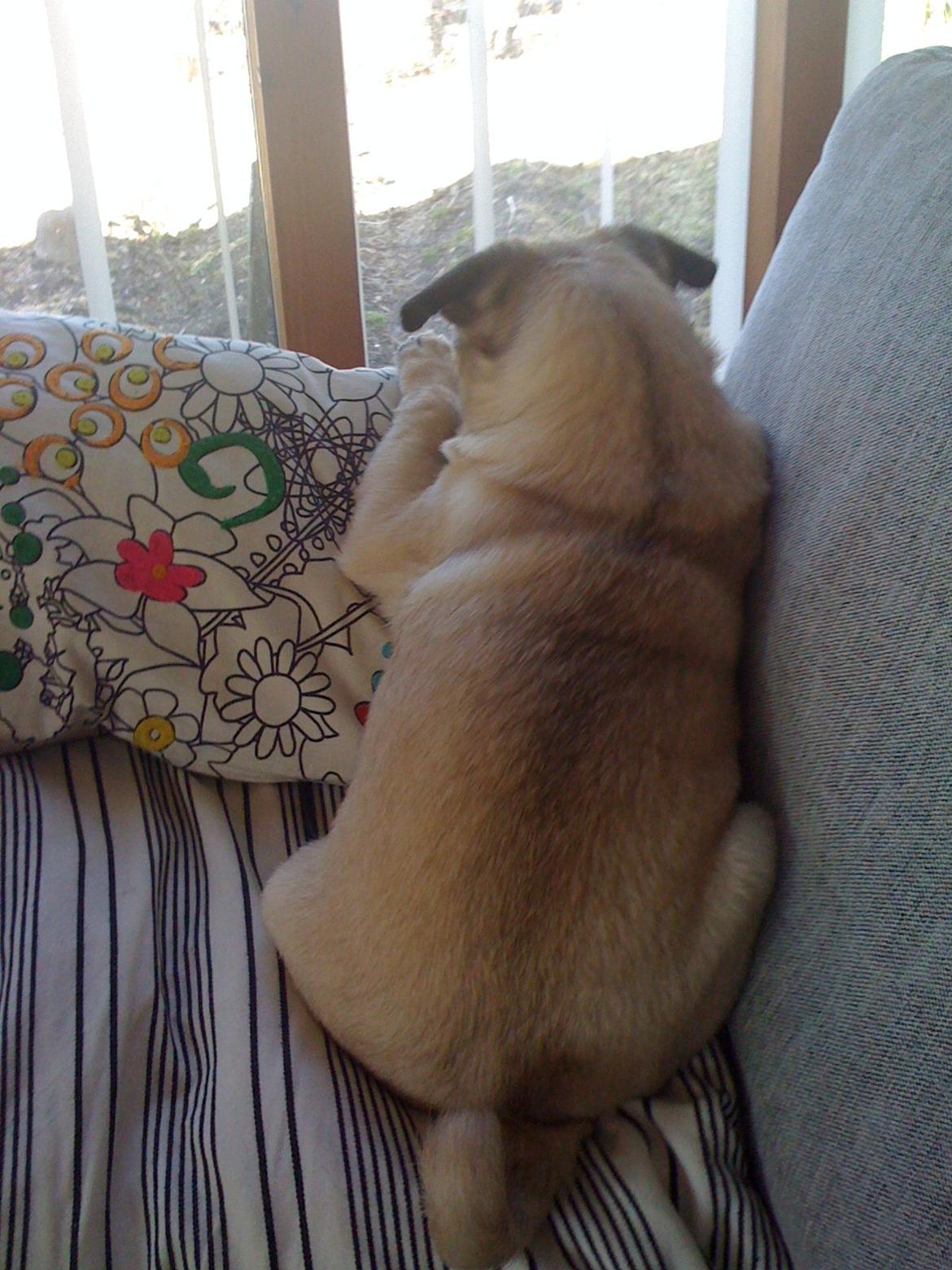 Mops Frank billede 10