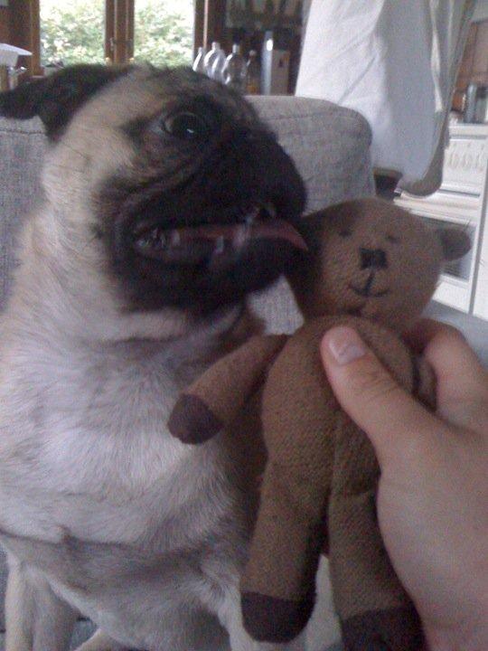 Mops Frank - Her er jeg med min næst bedste ven, Teddy :) billede 11