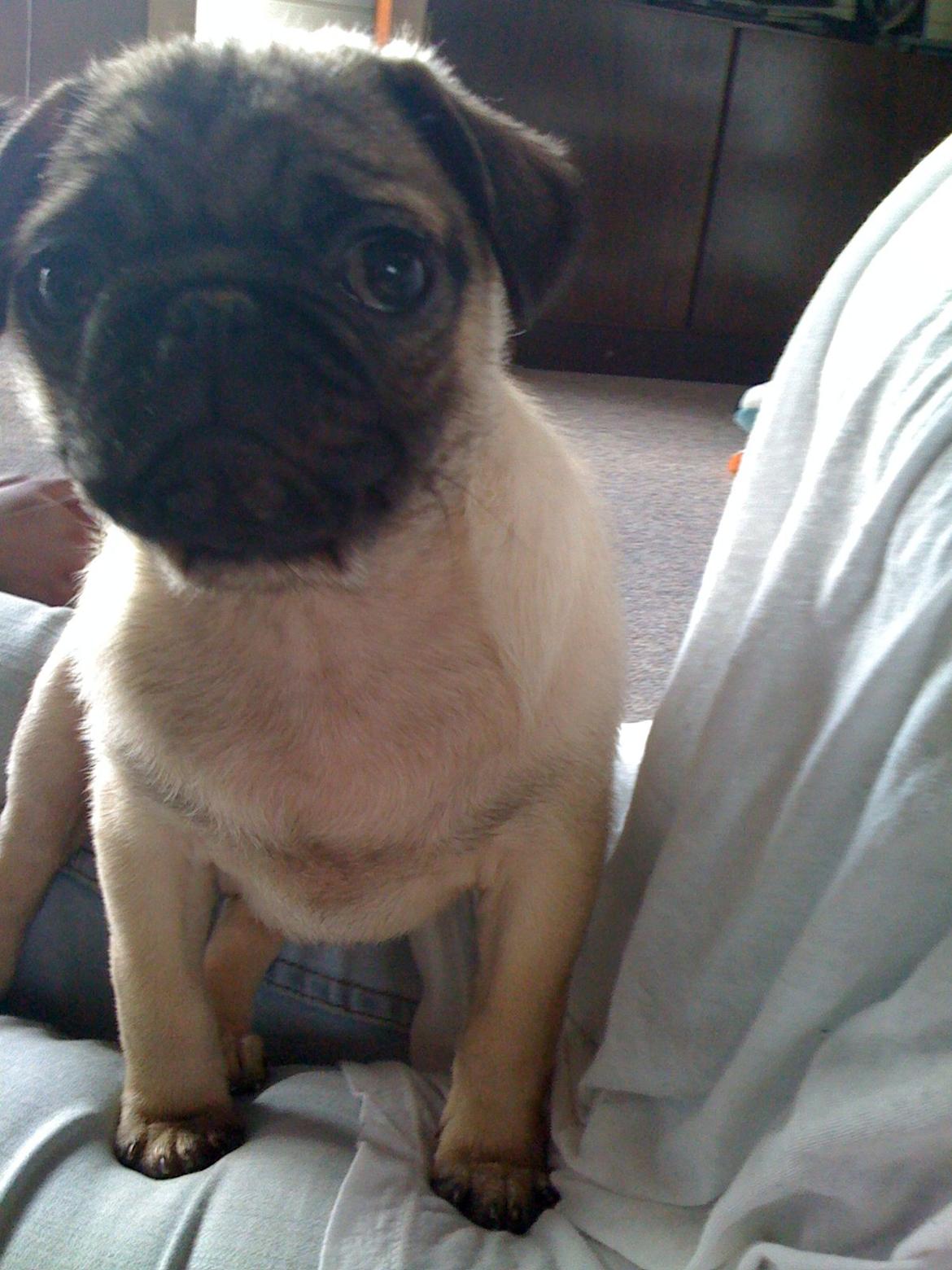 Mops Frank billede 12