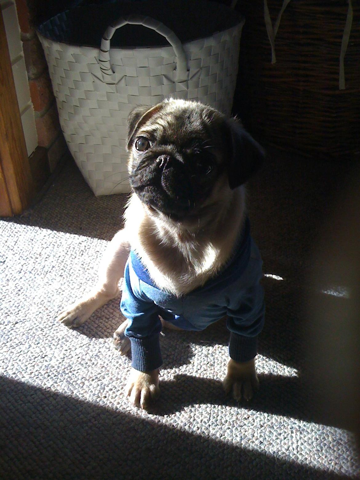 Mops Frank - Mor har lavet denne flotte sweater til mig :) billede 3