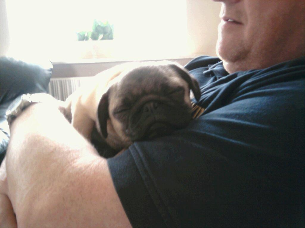 Mops Frank - Åh, det er så dejligt at blive passet af morfar :) billede 14