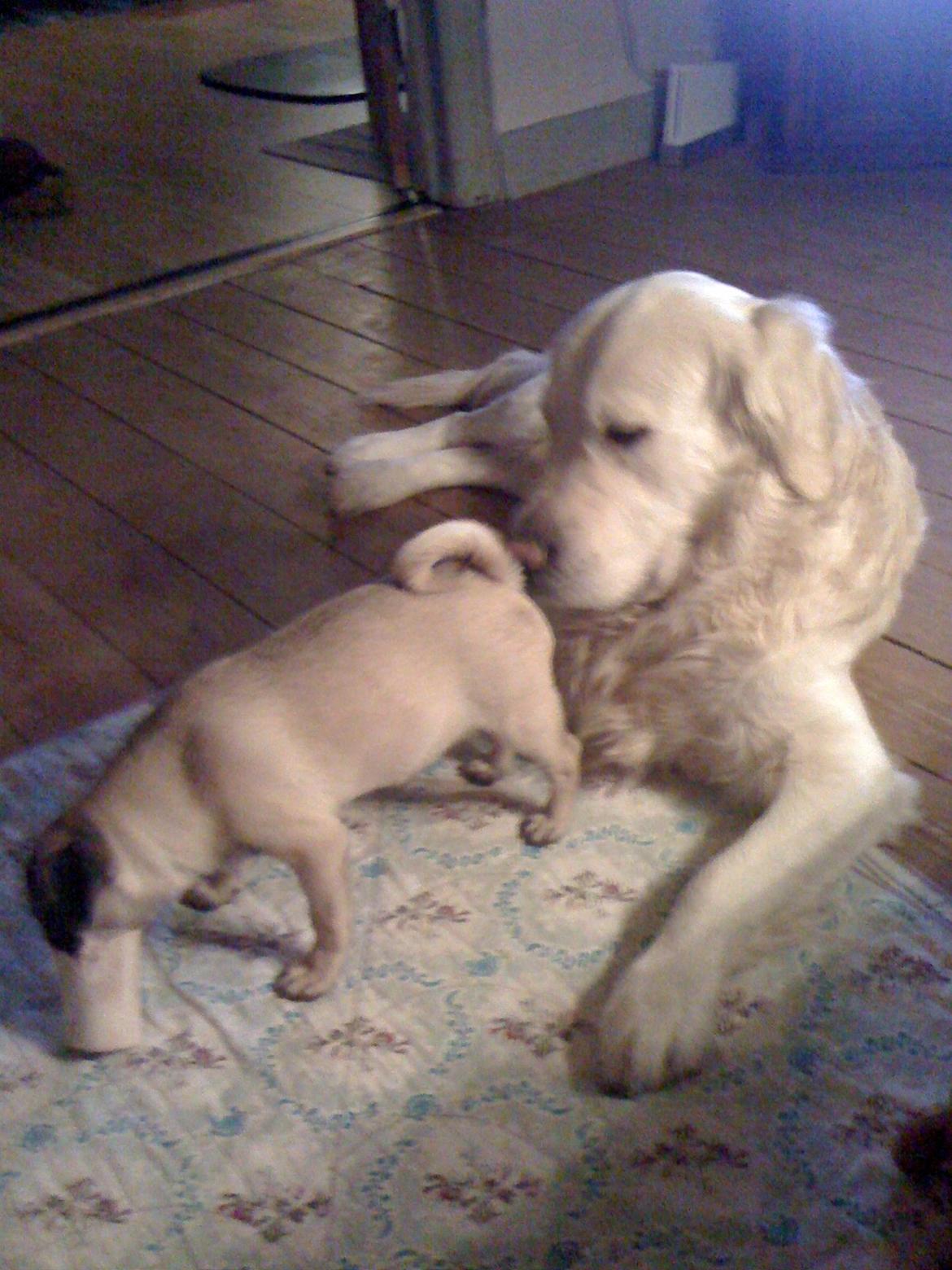 Mops Frank - Okay, min bedste vens snude kom måske lidt for tæt på. Men jeg elsker Bastian alligevel :) billede 15