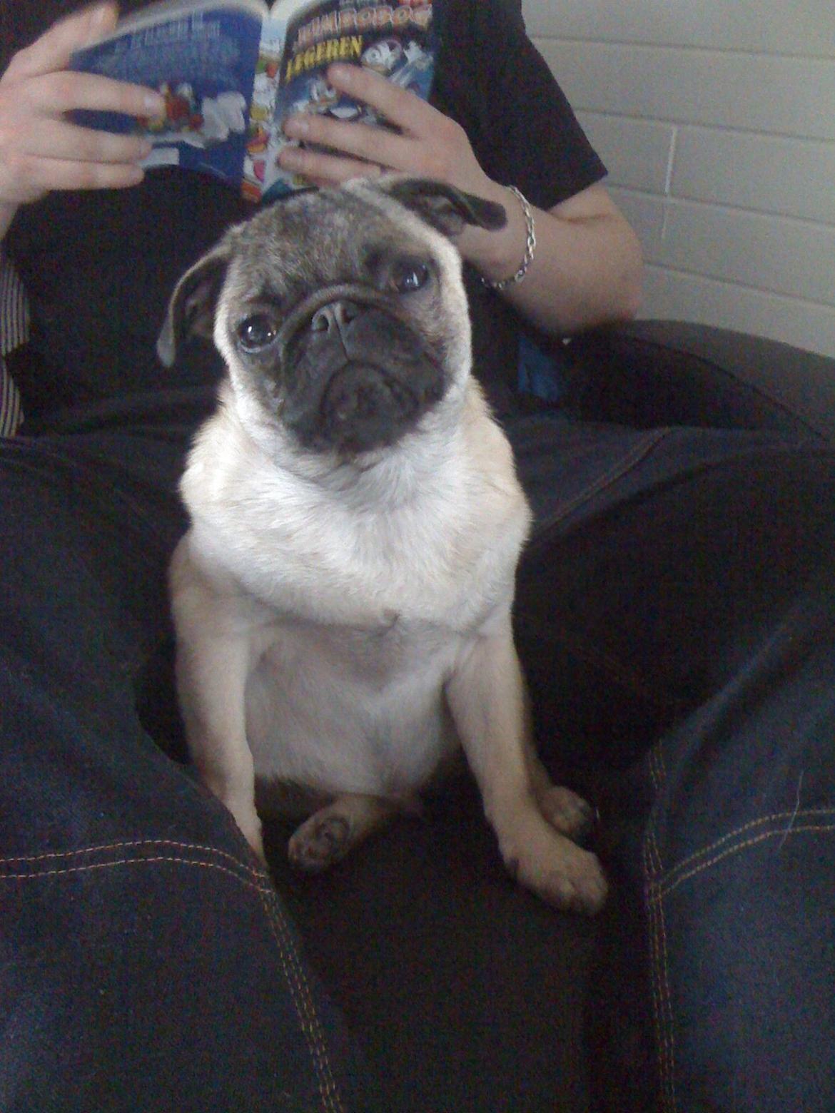 Mops Frank - Jeg sidder lige og putter mens far læser :) billede 2