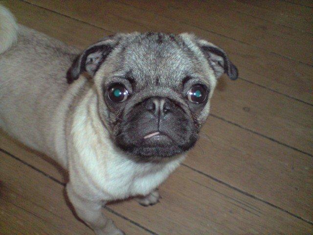 Mops Frank - Mit underbid giver tungen frit slag til at blive luftet ;) billede 16