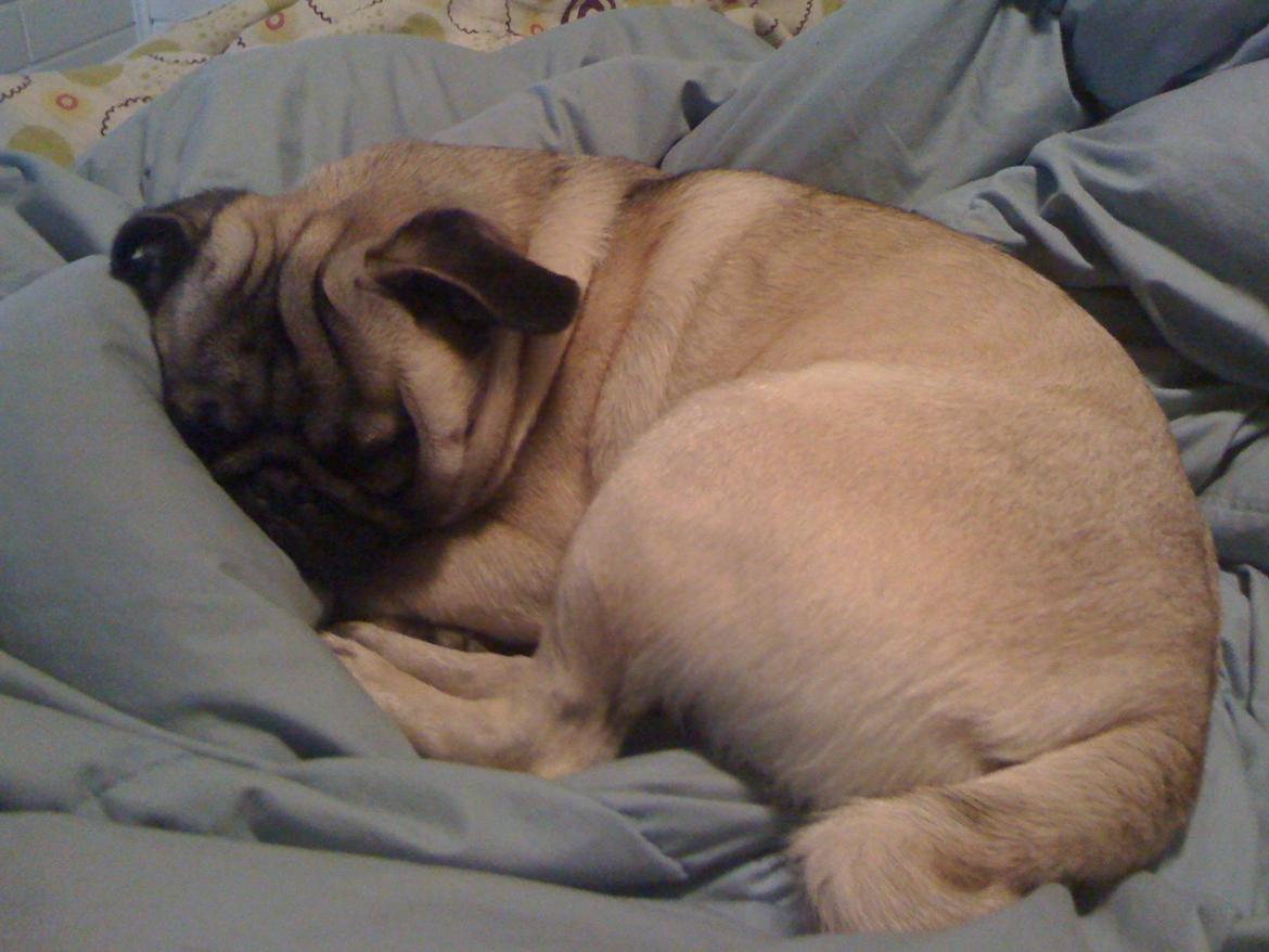 Mops Frank - Jeg elsker at putte i mor og fars seng. billede 4