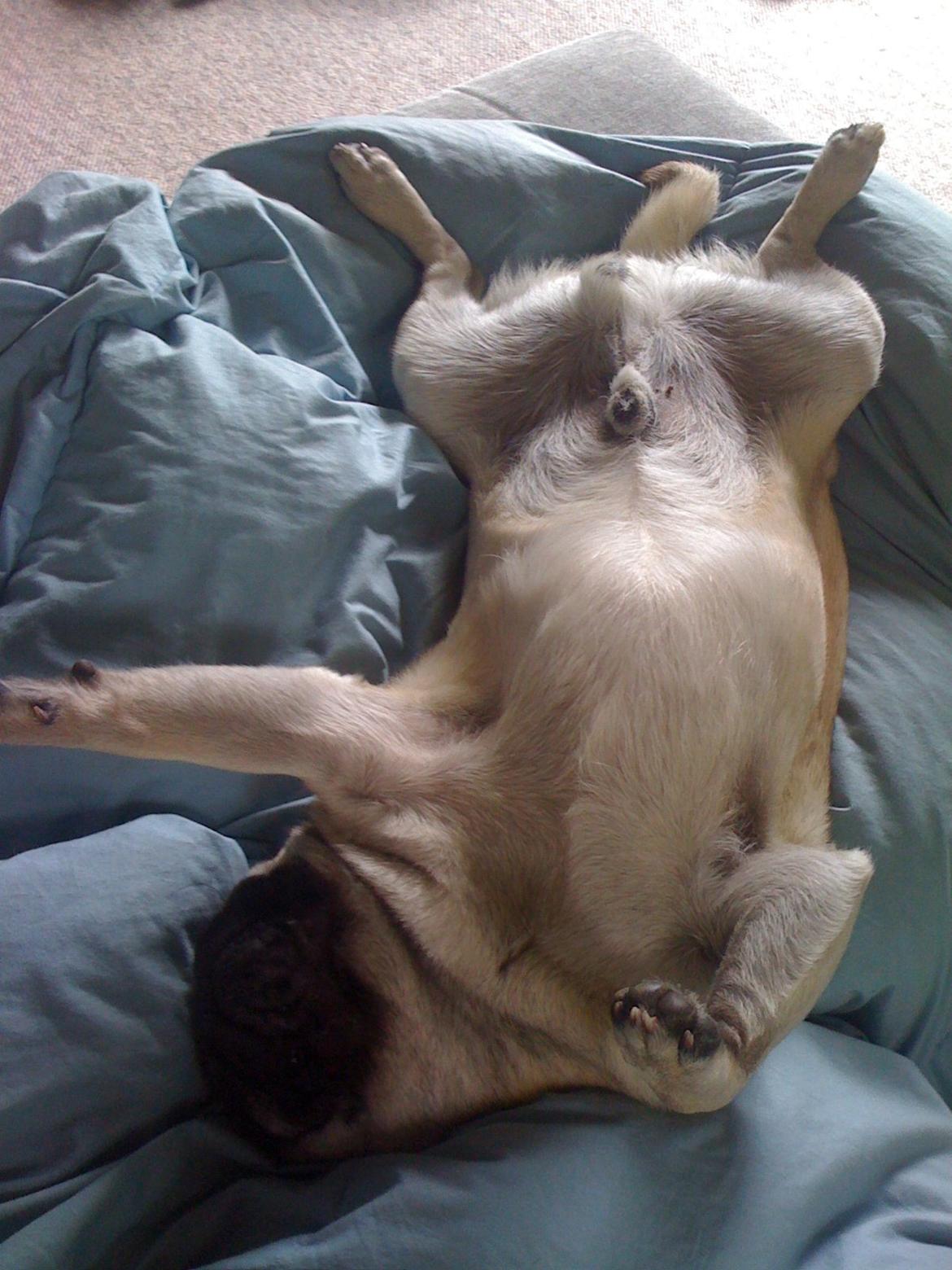 Mops Frank billede 17