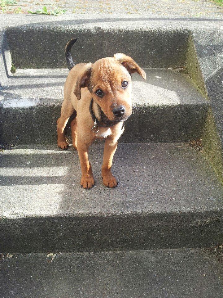 Blanding af racer Zacki - 28/05-12 
Zacki ca. 10 uger gammel billede 6