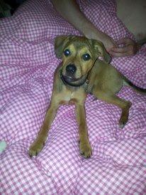 Blanding af racer Zacki - 13/07-12
Putter i mor og fars seng billede 13