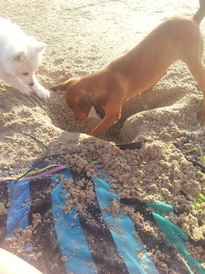 Blanding af racer Zacki - 04/07-12
Zacki og Aika sommeren 2012  billede 11