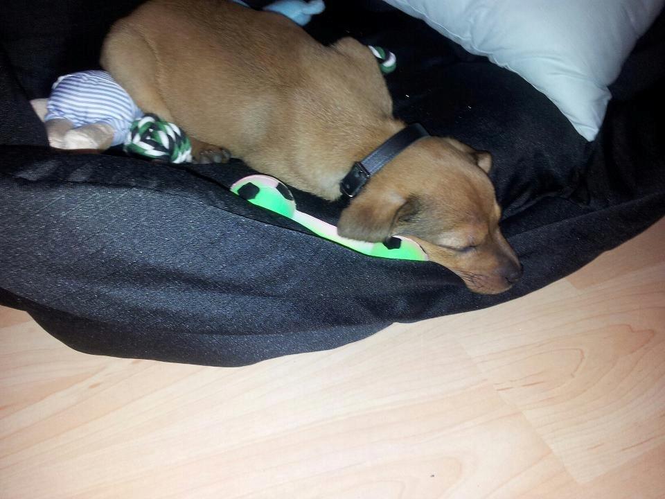 Blanding af racer Zacki - 15/05-12
Zacki 8 uger gammel billede 8