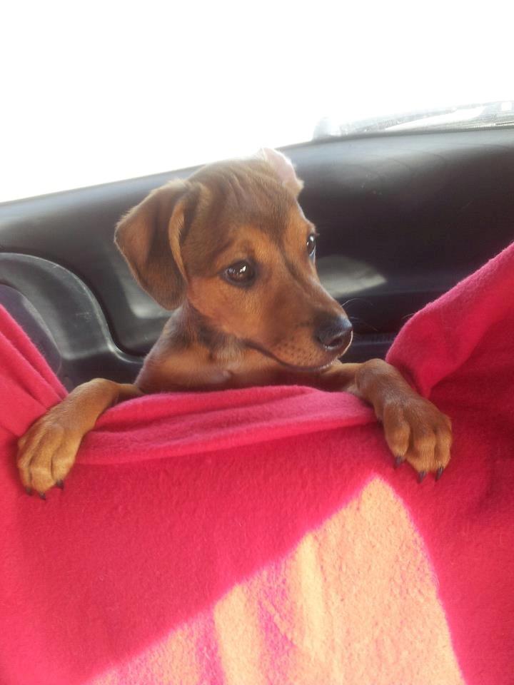 Blanding af racer Zacki - 04/07-12
Zacki på køretur  billede 12