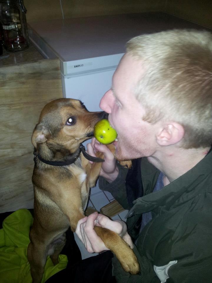 Blanding af racer Zacki - 17/11-12 
Zacki 8 måneder gammel - Elsker æbler!  billede 14