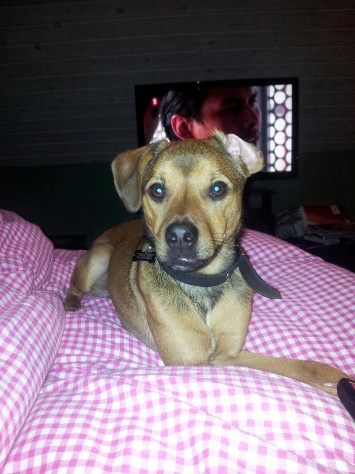 Blanding af racer Zacki - 19/11-12 
Zacki 8 måneder -  billede 15