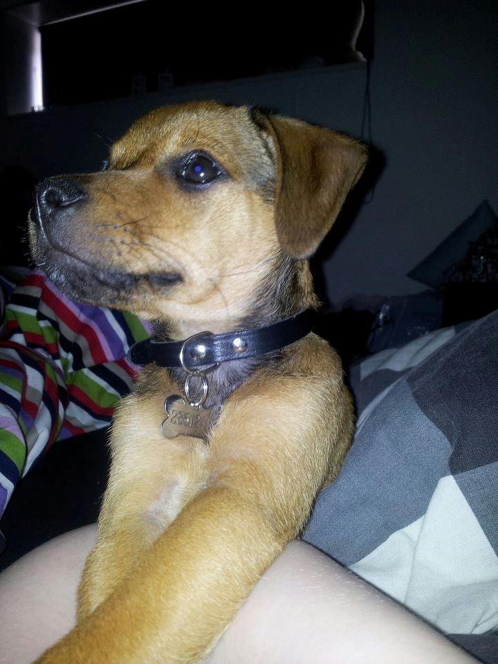 Blanding af racer Zacki billede 16