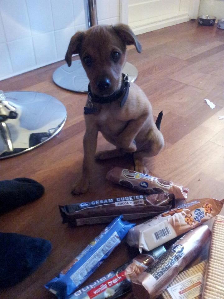 Blanding af racer Zacki - 30/05-12
Zacki ca. 10 uger gammel billede 9