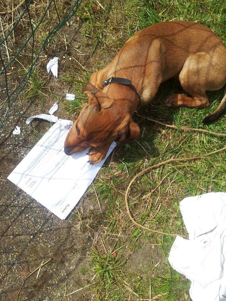 Blanding af racer Zacki - 03/07-12
Zacki sommeren 2012 billede 17