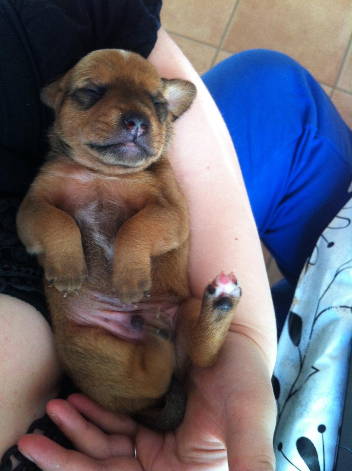 Blanding af racer Zacki - Zacki næsten nyfødt billede 3