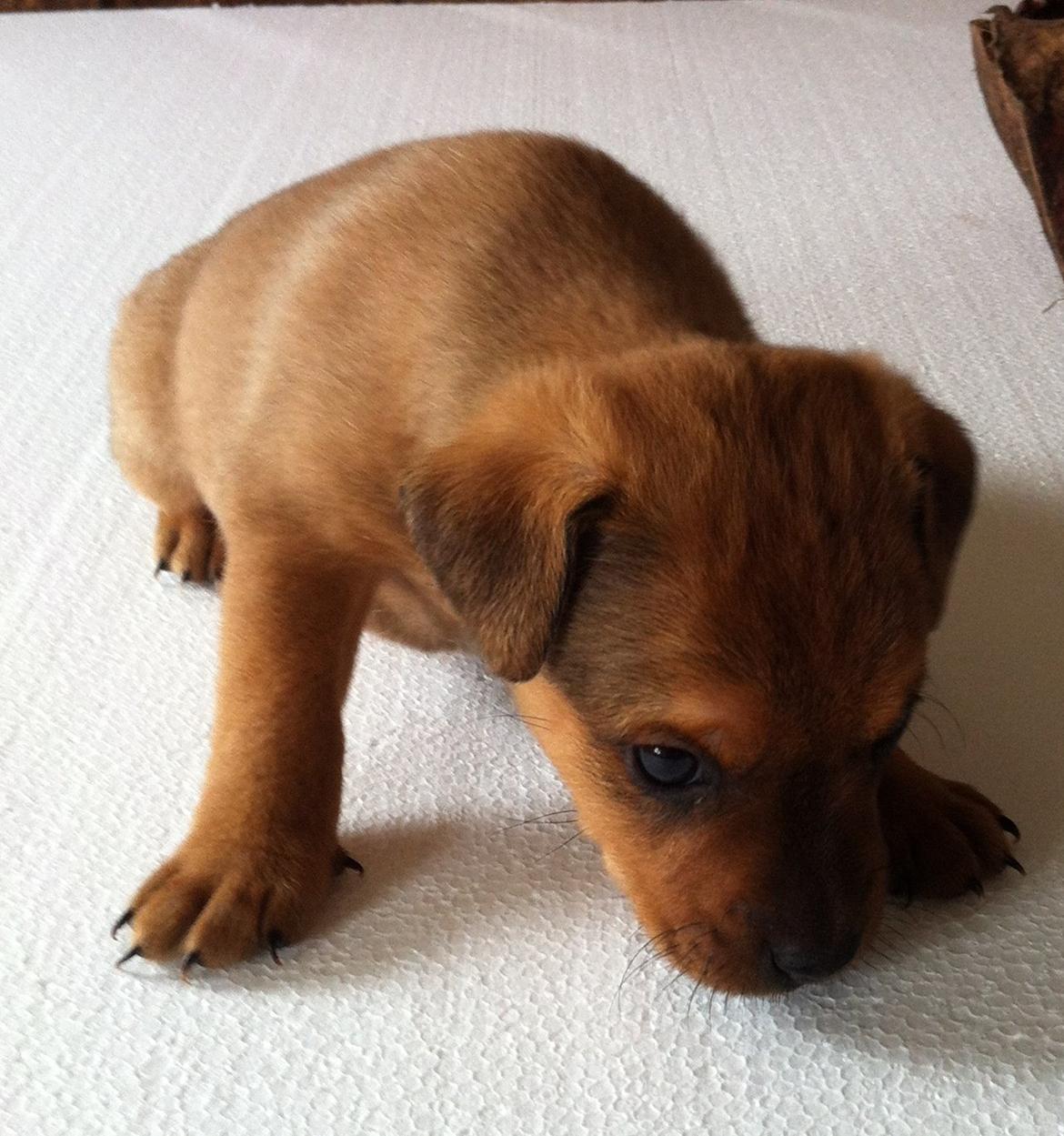 Blanding af racer Zacki - Zacki som lille billede 4