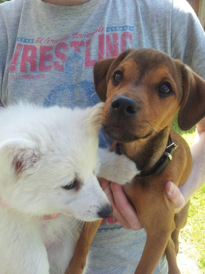 Blanding af racer Zacki - 28/06-12 
Zacki 3,5 måned  billede 10